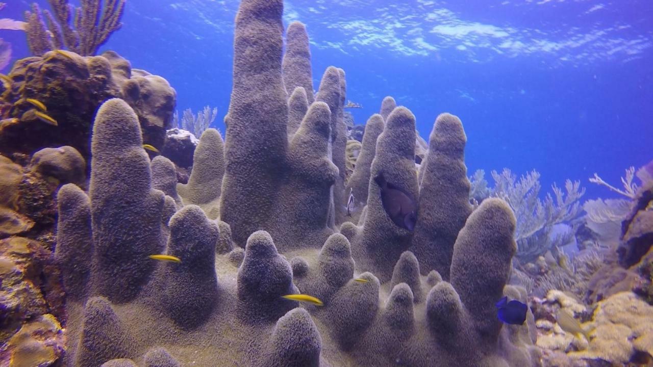 Wikkid Resort Dixon Cove المظهر الخارجي الصورة